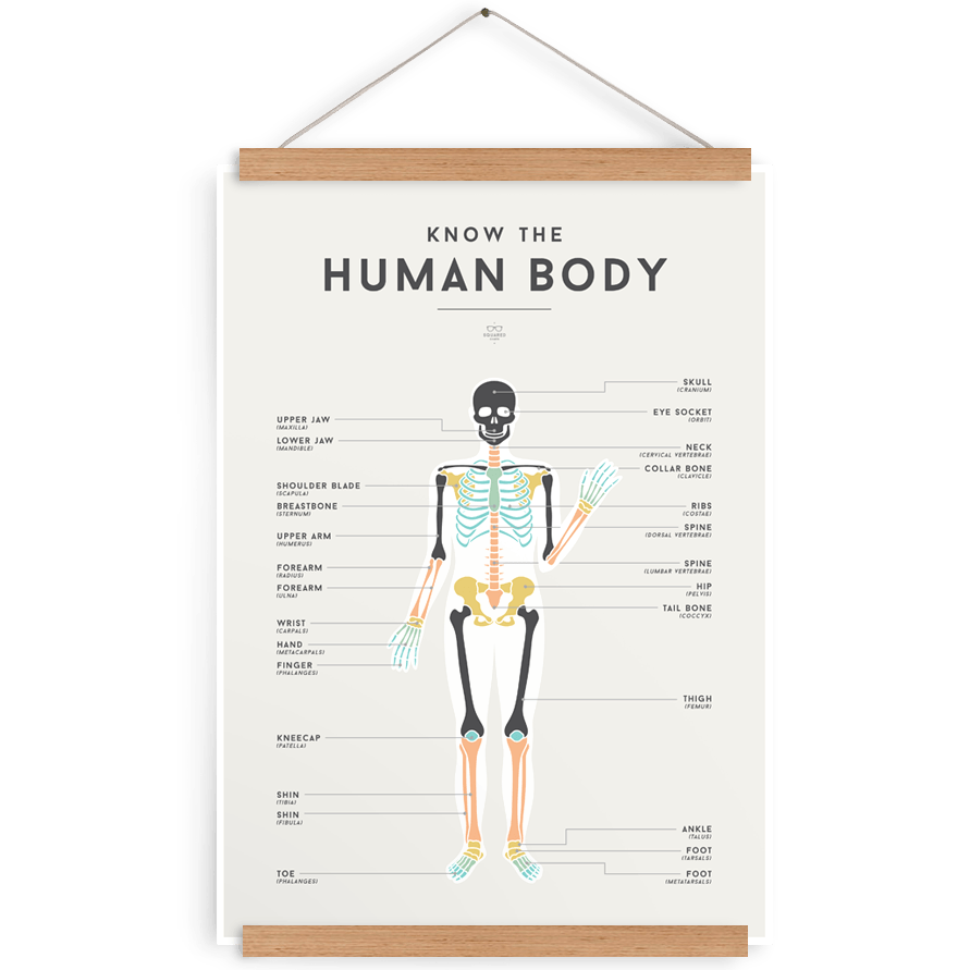 LOVE THIS! Squared Charts - Human Body from Squared Charts - shop at littlewhimsy NZ