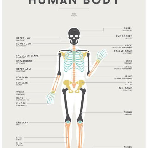 LOVE THIS! Squared Charts - Human Body from Squared Charts - shop at littlewhimsy NZ