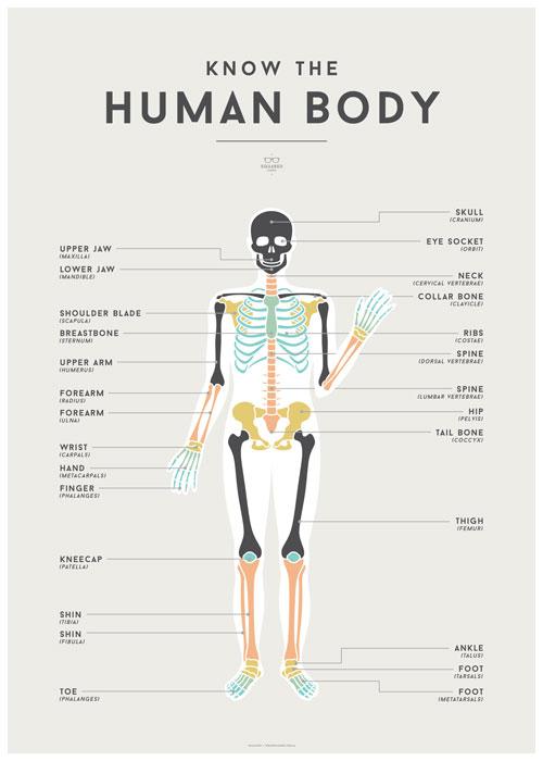 LOVE THIS! Squared Charts - Human Body from Squared Charts - shop at littlewhimsy NZ