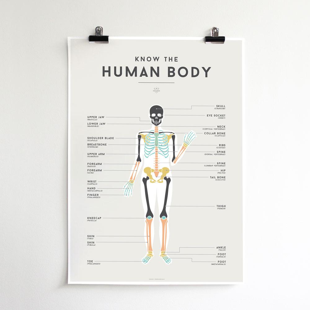 LOVE THIS! Squared Charts - Human Body from Squared Charts - shop at littlewhimsy NZ