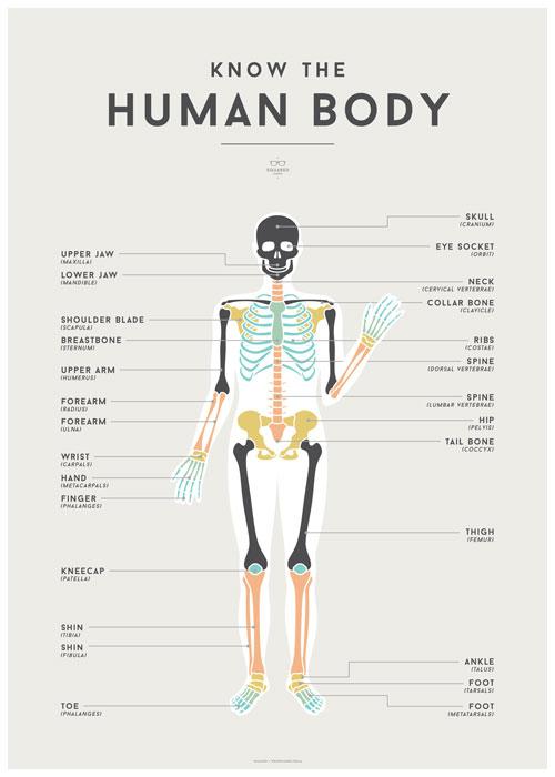 LOVE THIS! Squared Charts - Human Body from Squared Charts - shop at littlewhimsy NZ