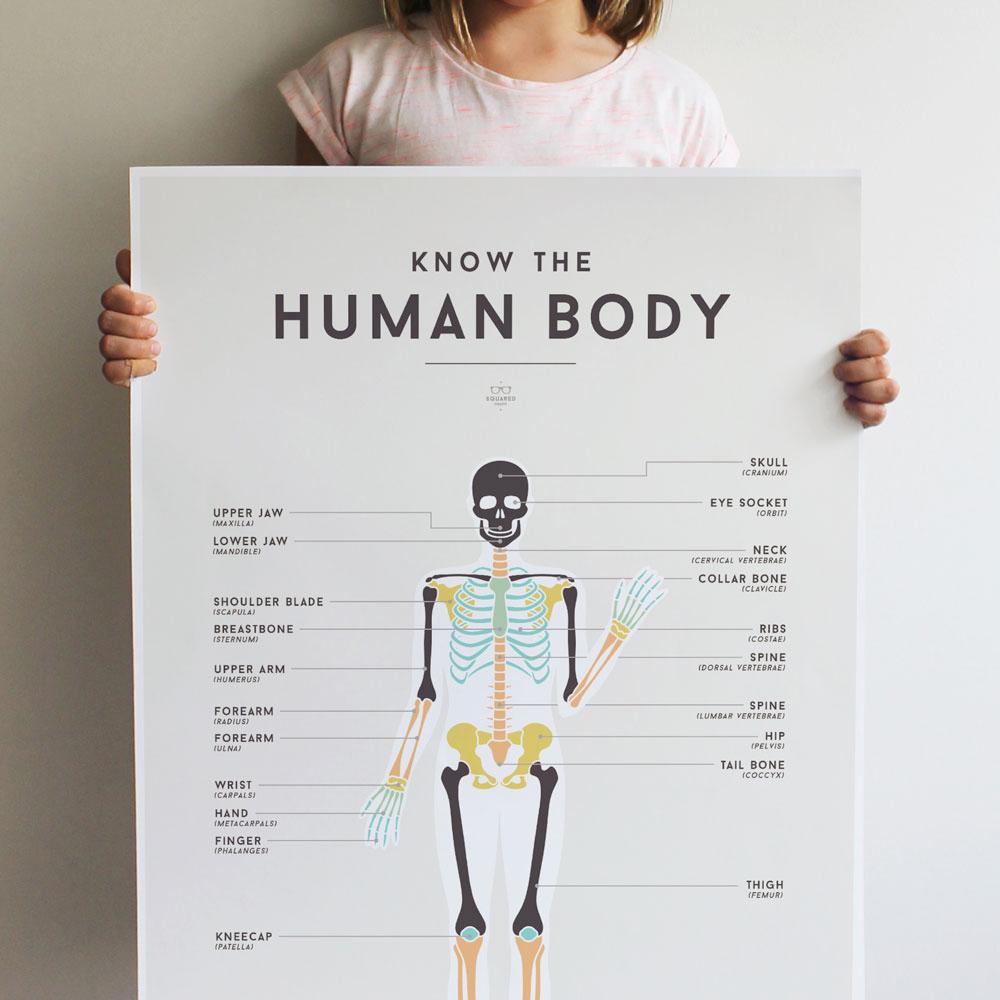 Squared Charts - Human Body – littlewhimsy