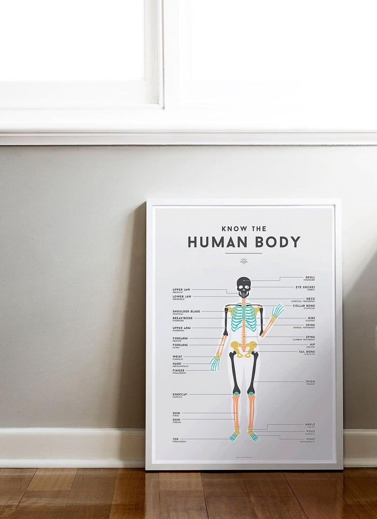 LOVE THIS! Squared Charts - Human Body from Squared Charts - shop at littlewhimsy NZ
